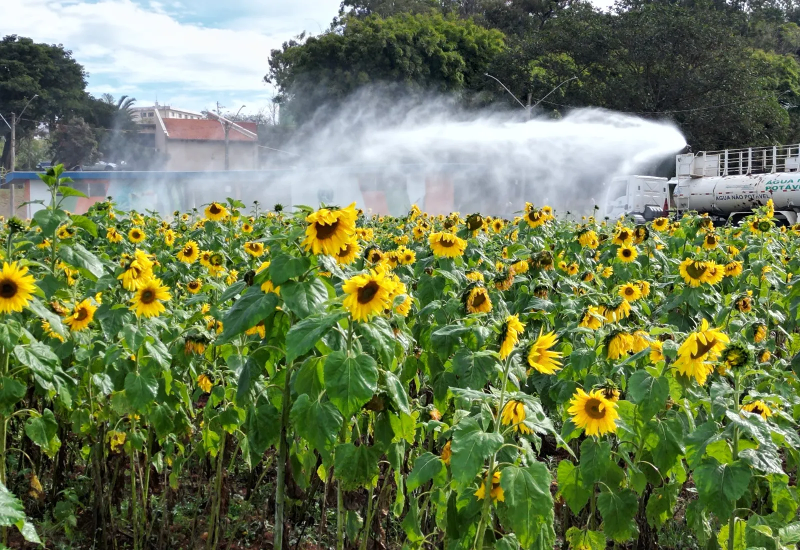 Prefeitura de Botucatu reforça ações de paisagismo com novo plantio de girassóis